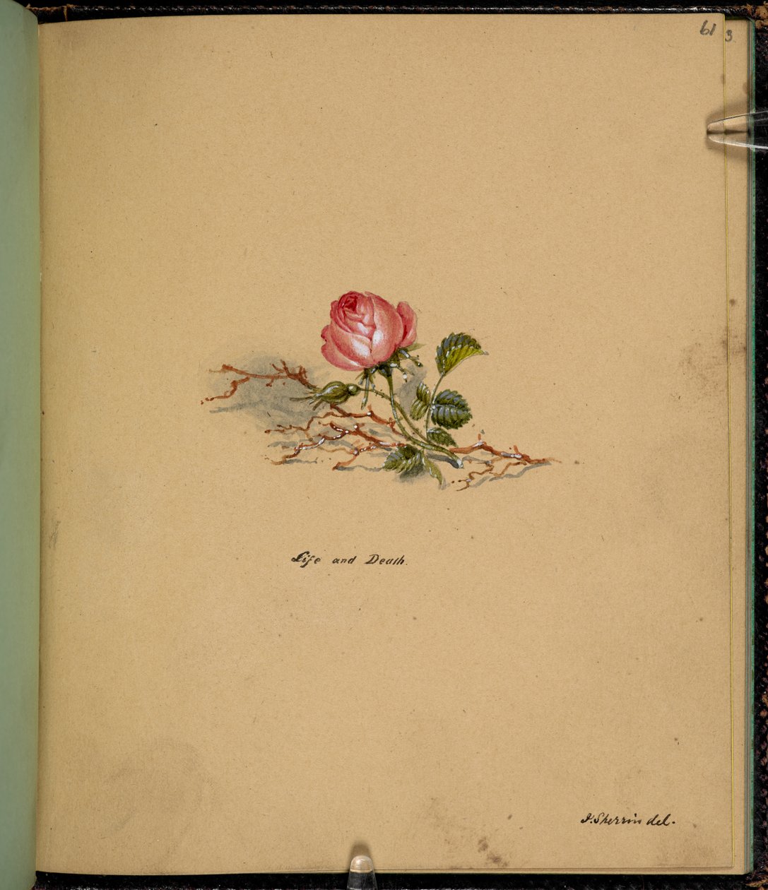 F. 61: Bir gül, Yaşam ve ölüm, bir 