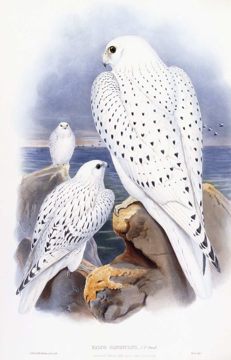 Falco Candicans by English School