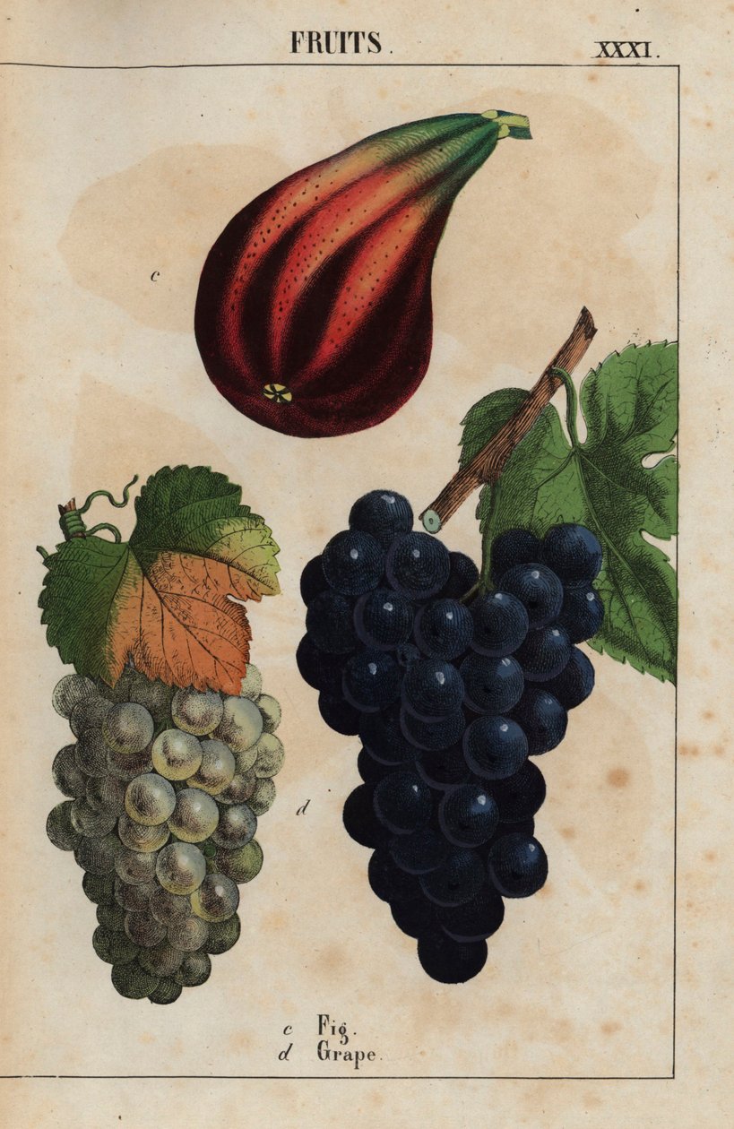 İncir ve üzüm  , "Öğretici Resimli Kitap veya Sebze Dünyasından Dersler"den [Charlotte Mary Yonge], Edinburgh by English School