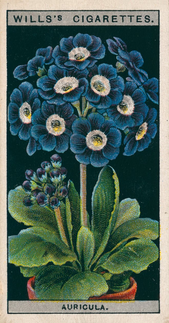 Saksıda çiçek kültürü: Alpin Auricula (chromolitho) by English School
