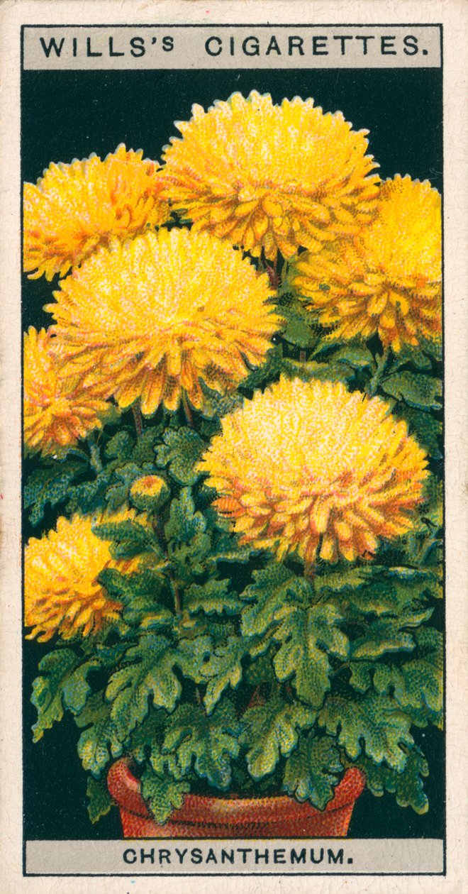 Saksıda çiçek kültürü: Cüce Krizantem (chromolitho) by English School
