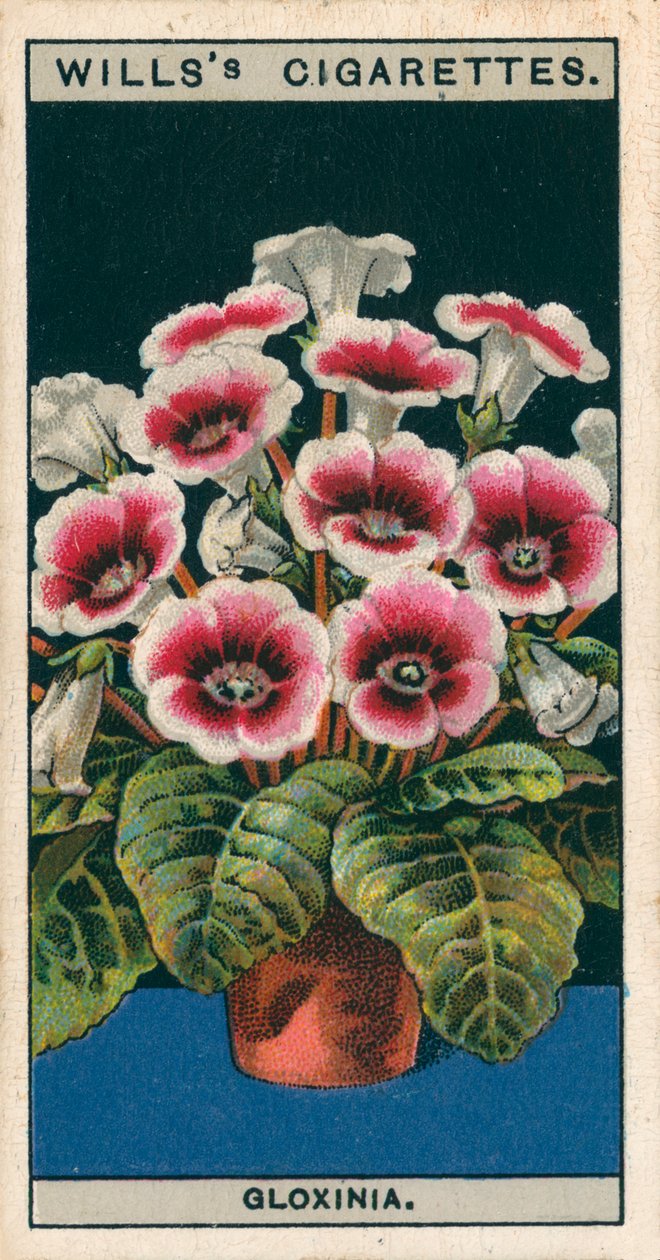Saksıda çiçek kültürü: Gloxinia (chromolitho) by English School