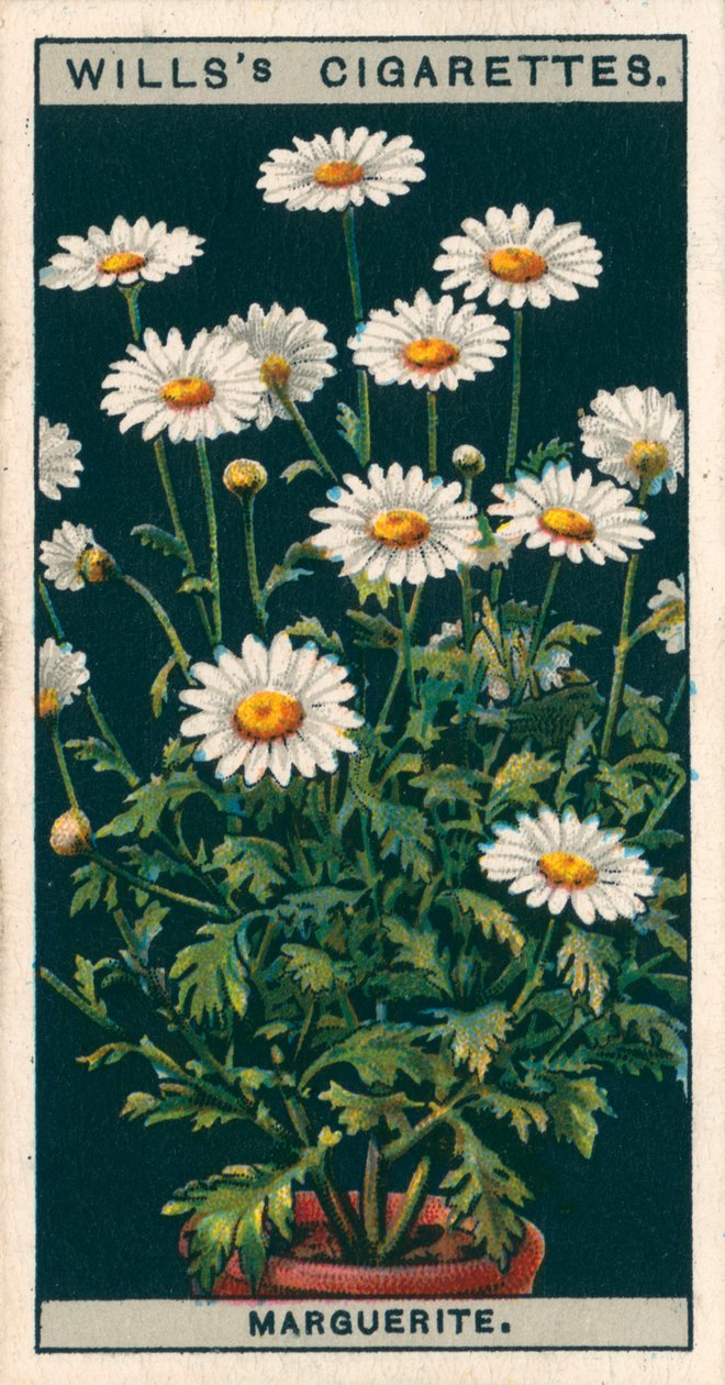 Saksıda çiçek kültürü: Marguerite (chromolitho) by English School