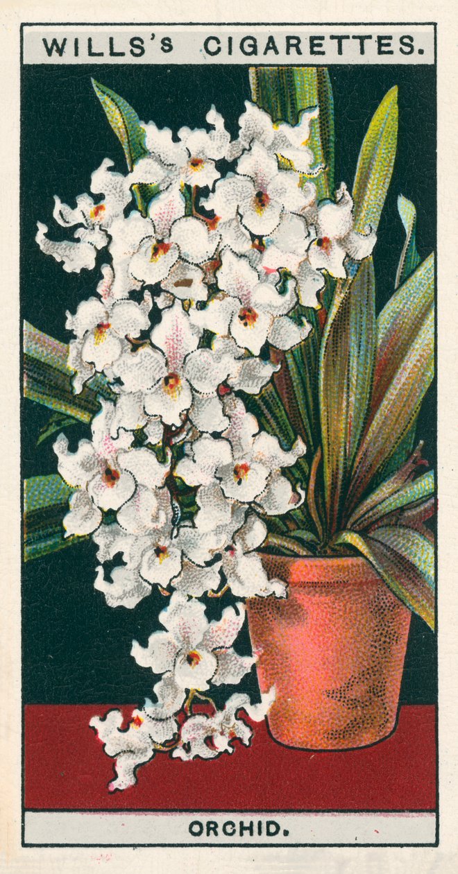 Saksıda çiçek kültürü: Orkide (chromolitho) by English School