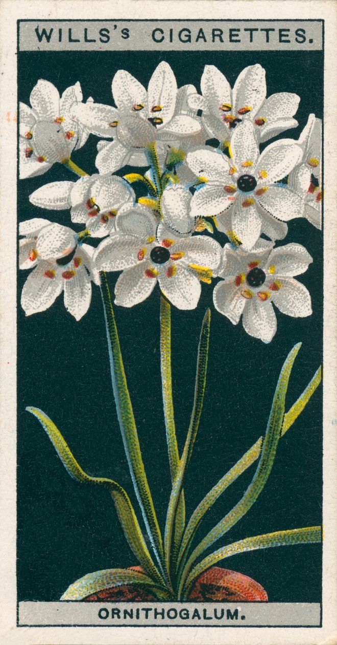 Saksıda çiçek kültürü: Ornithogalum (chromolitho) by English School