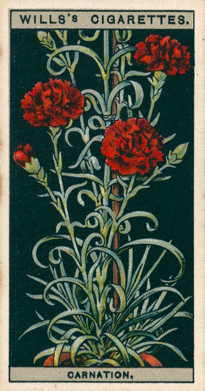 Saksıda çiçek kültürü: Sürekli Çiçek Açan Karanfil (chromolitho) by English School