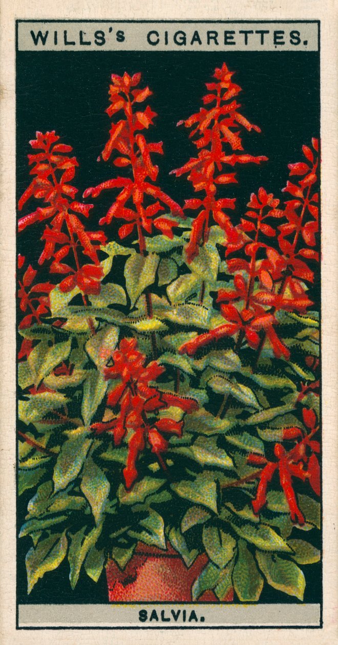 Saksıda çiçek kültürü: Salvia (chromolitho) by English School
