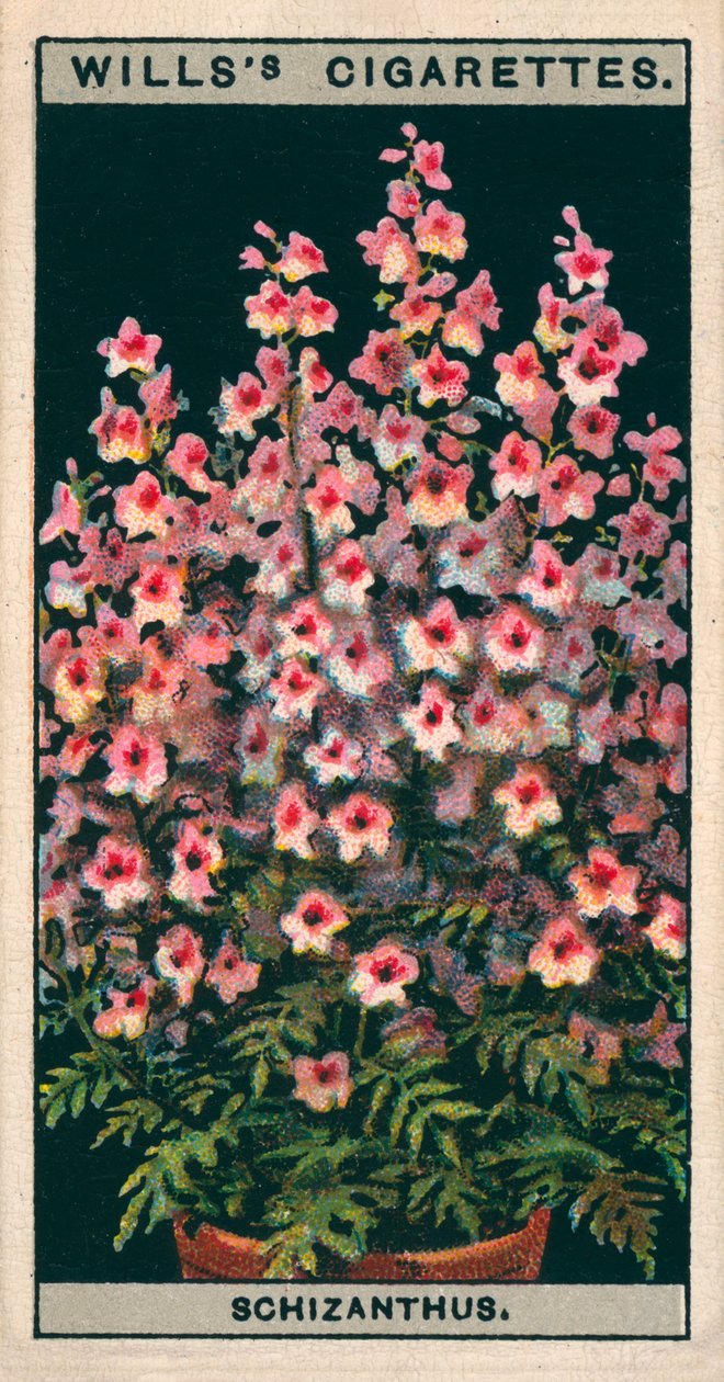 Saksıda çiçek kültürü: Schizanthus veya Kelebek Çiçeği (chromolitho) by English School