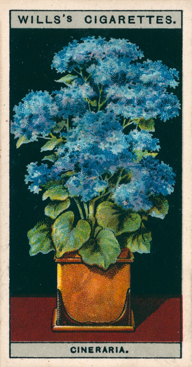 Saksıda çiçek kültürü: Yıldız Cineraria (chromolitho) by English School