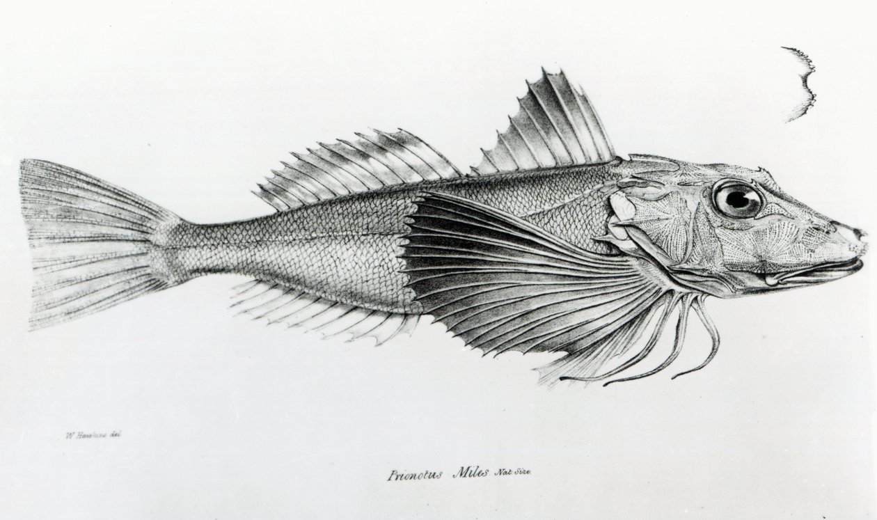 Galapagos Gurnard, Charles Darwin