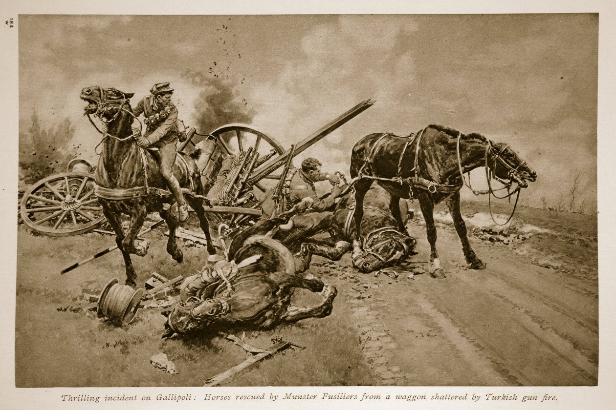 Gelibolu: Münster Piyadeleri tarafından Türk silah ateşiyle parçalanan bir vagondan kurtarılan atlar, 1914-19 by English School