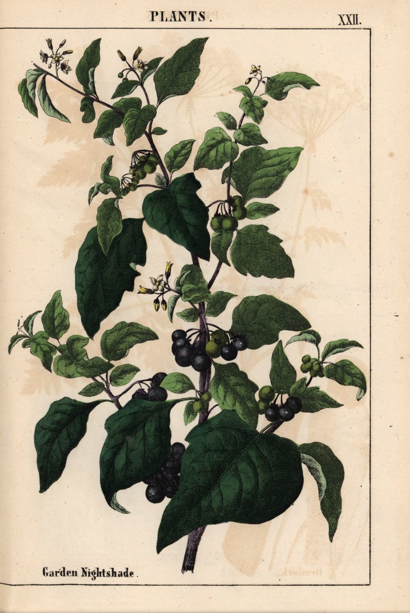Siyah böğürtlenli bahçe veya siyah itüzümü Solanum nigrum   , "Öğretici Resimli Kitap veya Sebze Dünyasından Dersler"den [Charlotte Mary Yonge], Edinburgh by English School