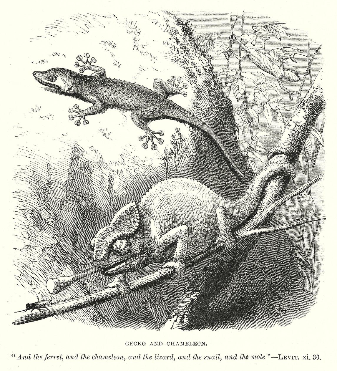 Gecko ve Bukalemun (gravür) by English School