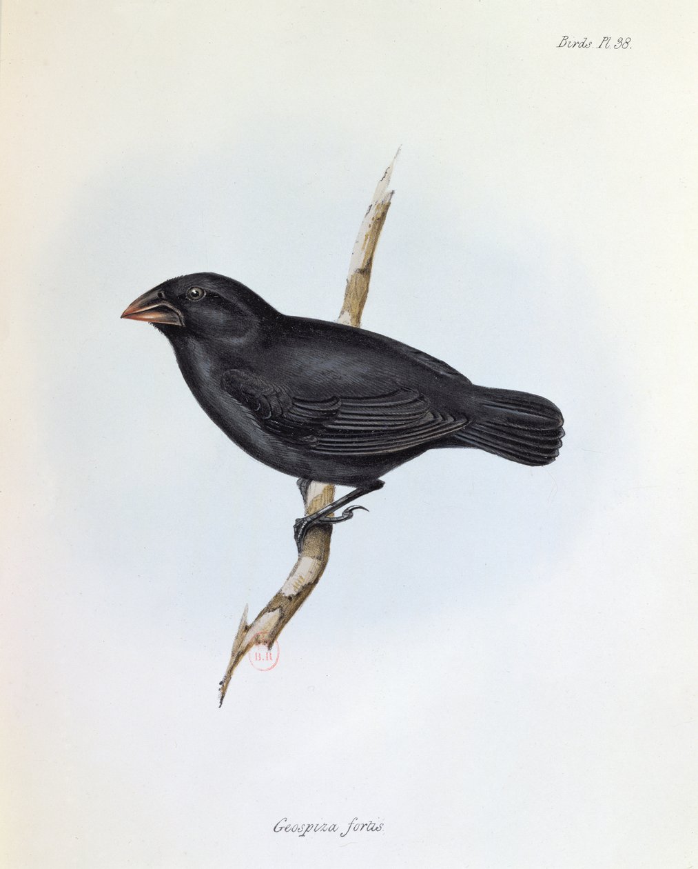 Geospiza Fortis, The Zoology of the Voyage of H.M.S. Beagle, 1832-36, Charles Darwin (1809-92), 1840 by English School