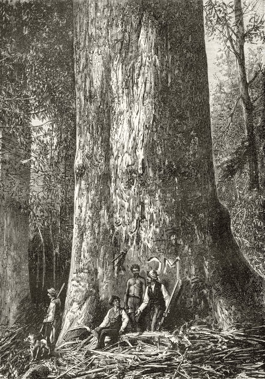 Giant Gum Tree, c.1880, from 