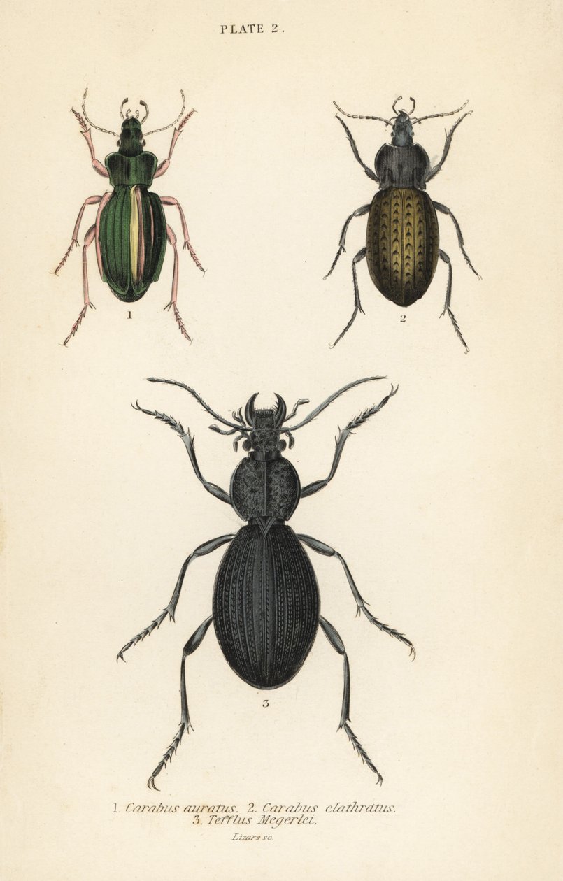 Altın yer böceği, Carabus auratus 1, yer böceği, Carabus clathratus 2 ve büyük siyah yer böceği, Tefflus megerlei by English School