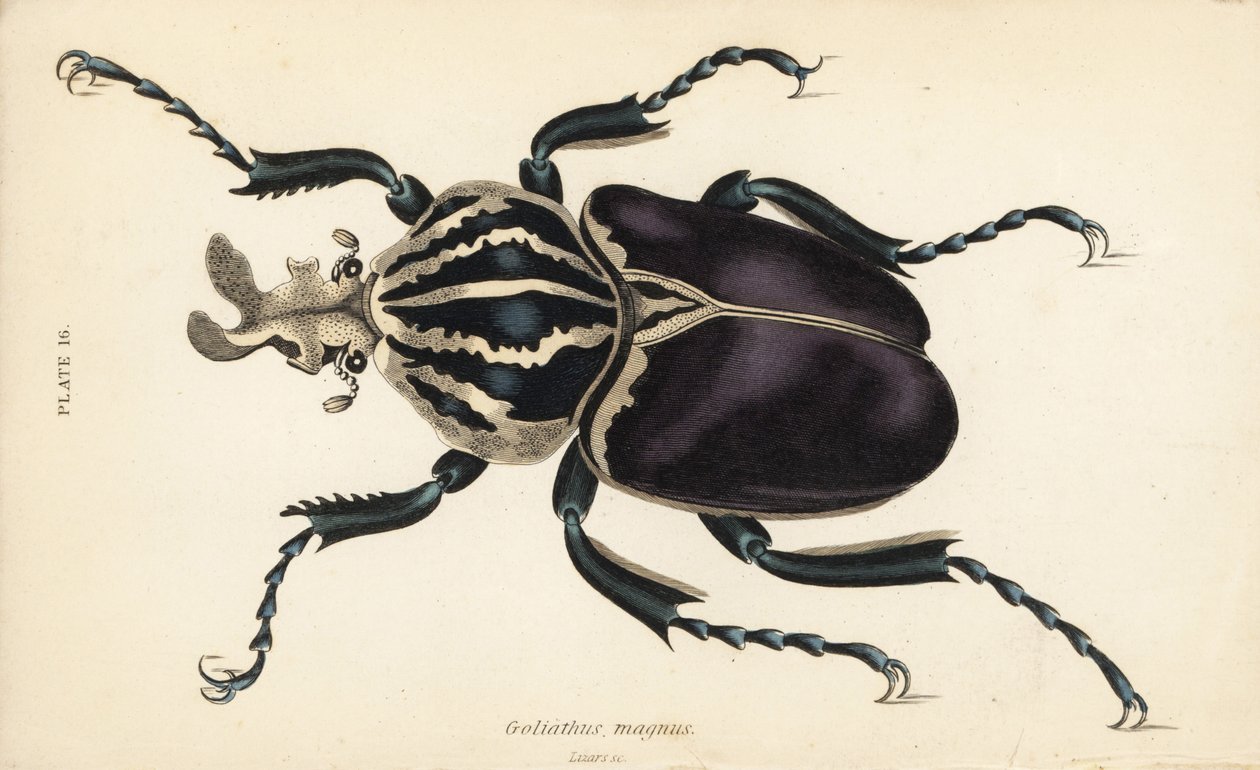 Goliath böceği, Goliathus goliatus (Goliathus magnus) by English School