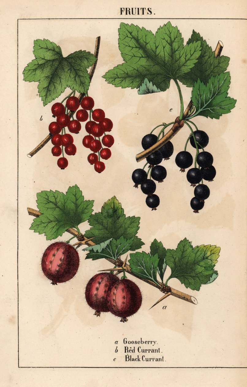 Bektaşi üzümü, frenk üzümü ve frenk üzümü meyveleri   , "Öğretici Resimli Kitap veya Sebze Dünyasından Dersler"den [Charlotte Mary Yonge], Edinburgh by English School