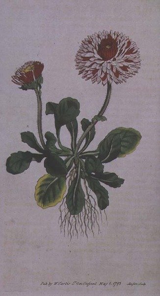 Büyük Çifte Papatya (Bellis perennis var. major flore pleno), William Curtis