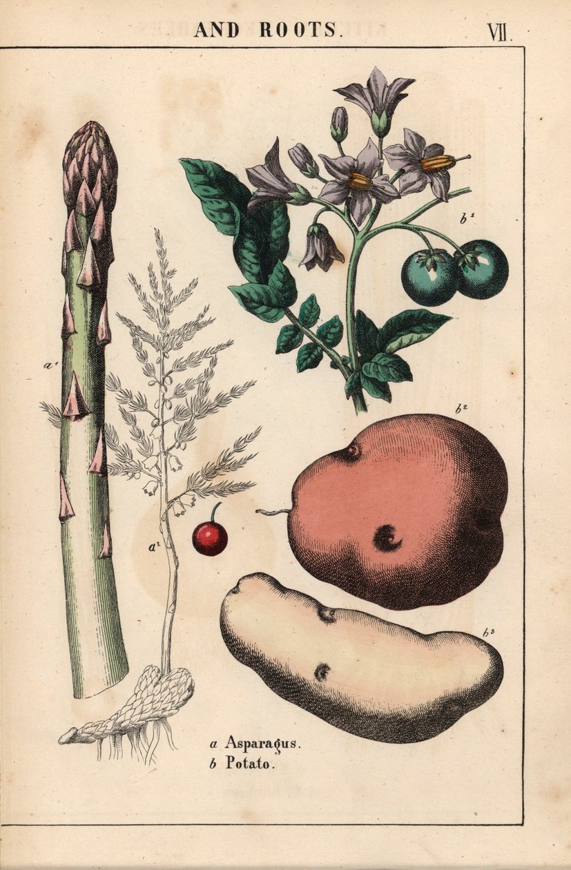 Yeşil kuşkonmaz ve patates   , "Öğretici Resimli Kitap veya Sebze Dünyasından Dersler"den [Charlotte Mary Yonge], Edinburgh by English School