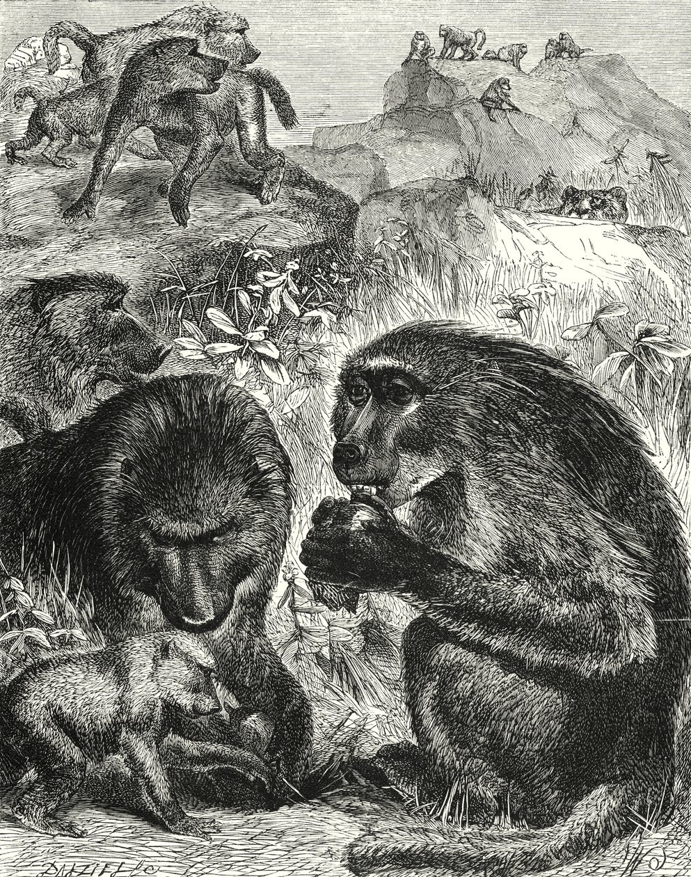 Chacmas Grubu (gravür) by English School