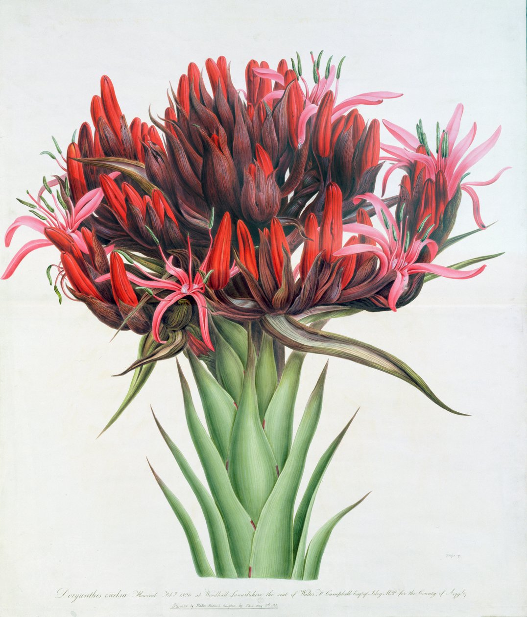 Gymea Lily, 1826 (kağıt üzerinde wc) by English School