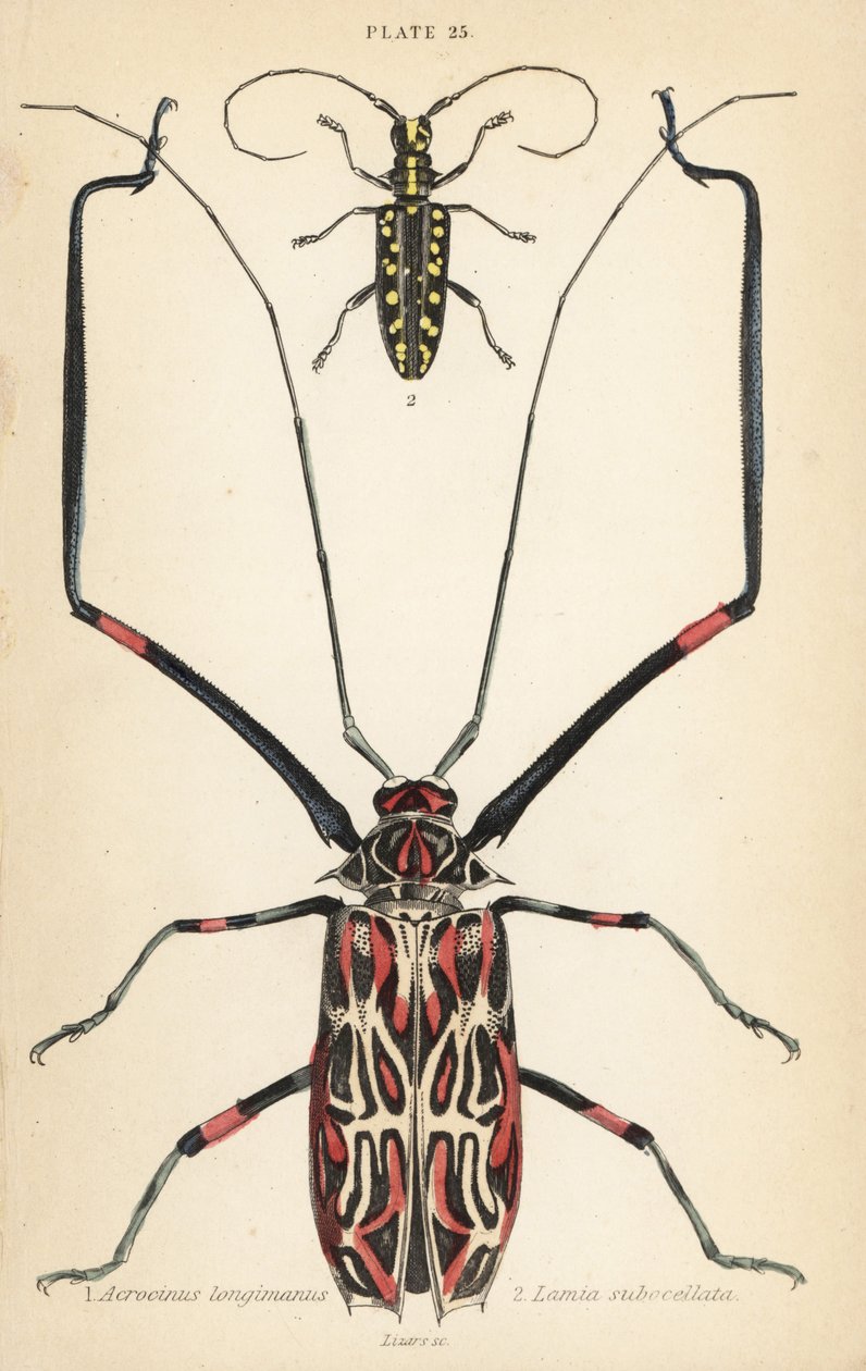 Harlequin böceği, Acrocinus longimanus 1 ve düz yüzlü uzun boynuz böceği, Taeniotes subocellatus 2 by English School