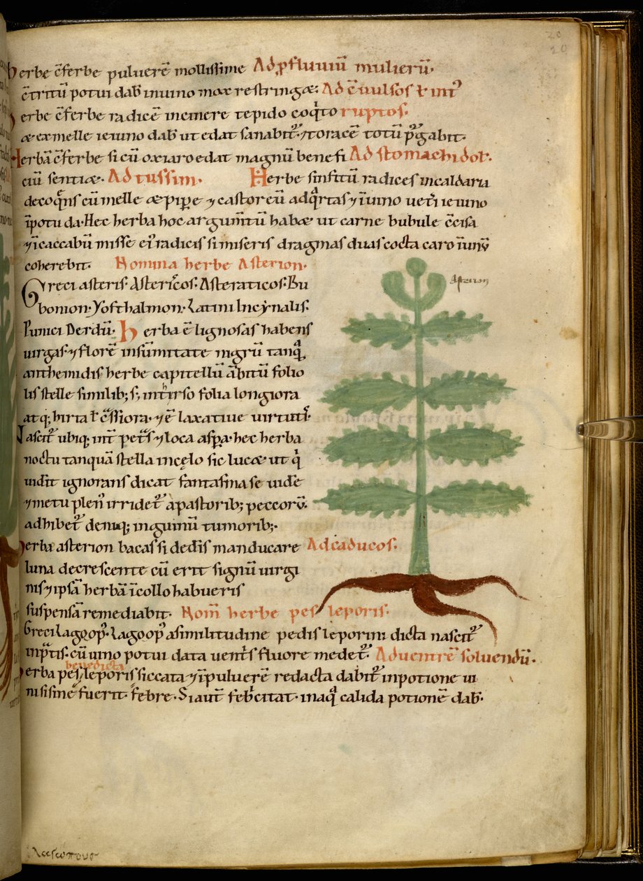 Harley 4986 fol.20 Herb Asterion (parşömen) by English School