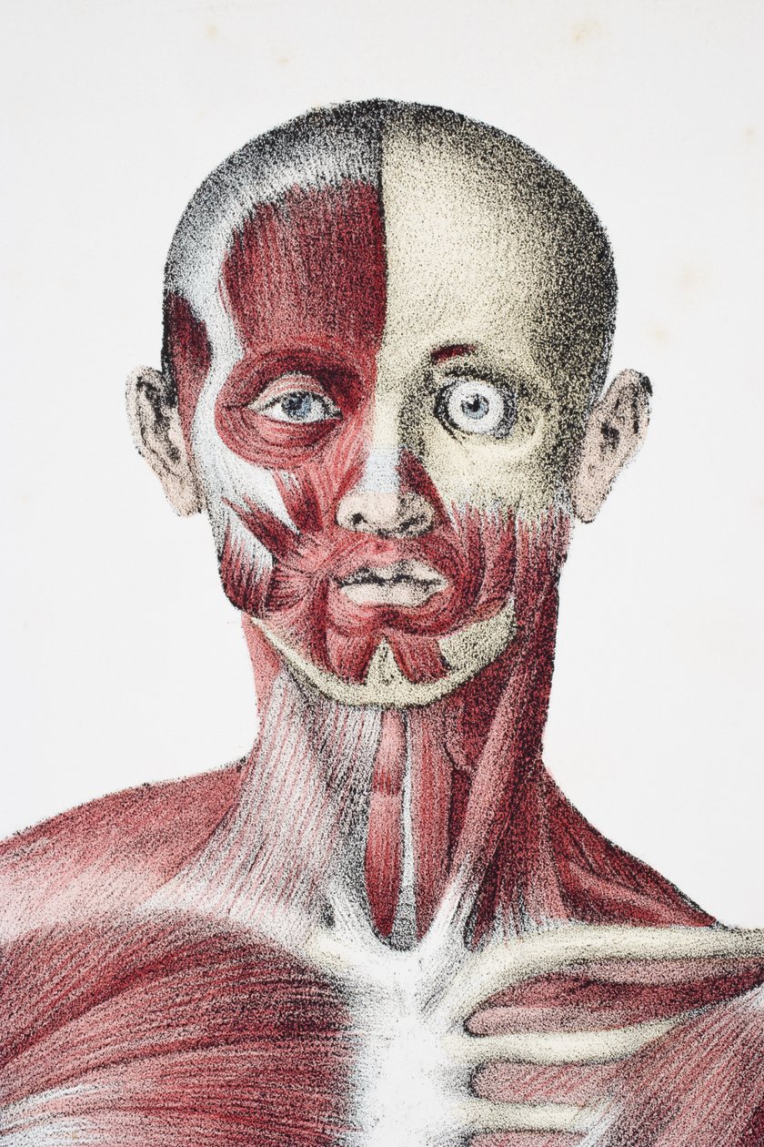 Jones Quain ve William Wilson tarafından düzenlenen, Taylor ve Watson, Londra tarafından 1837