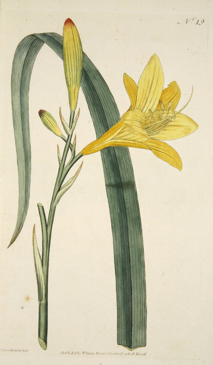 The Botanical Magazine veya Flower Garden Displayed, pub
