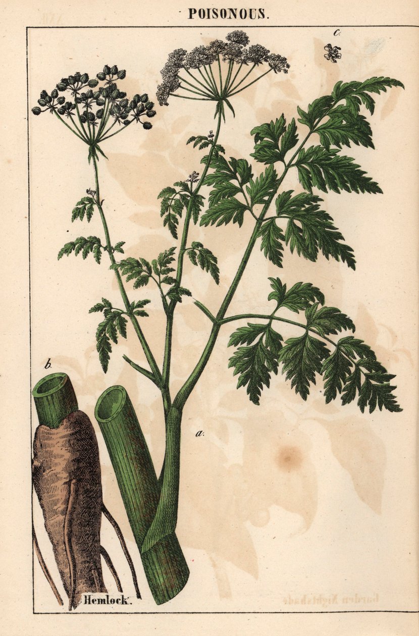 Baldıran veya Conium maculatum   , "Öğretici Resimli Kitap veya Sebze Dünyasından Dersler"den [Charlotte Mary Yonge], Edinburgh by English School
