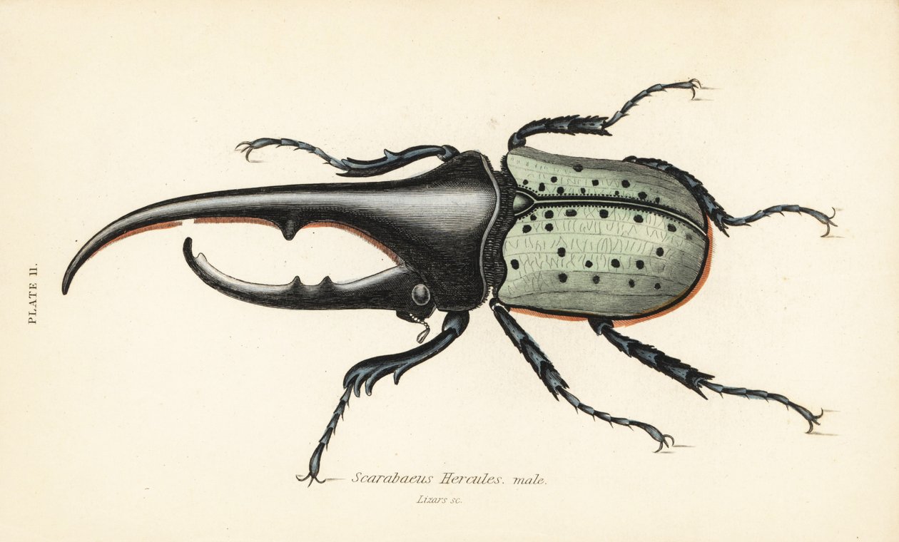 Herkül böceği, erkek, Dynastes hercules, Scarabaeus hercules by English School