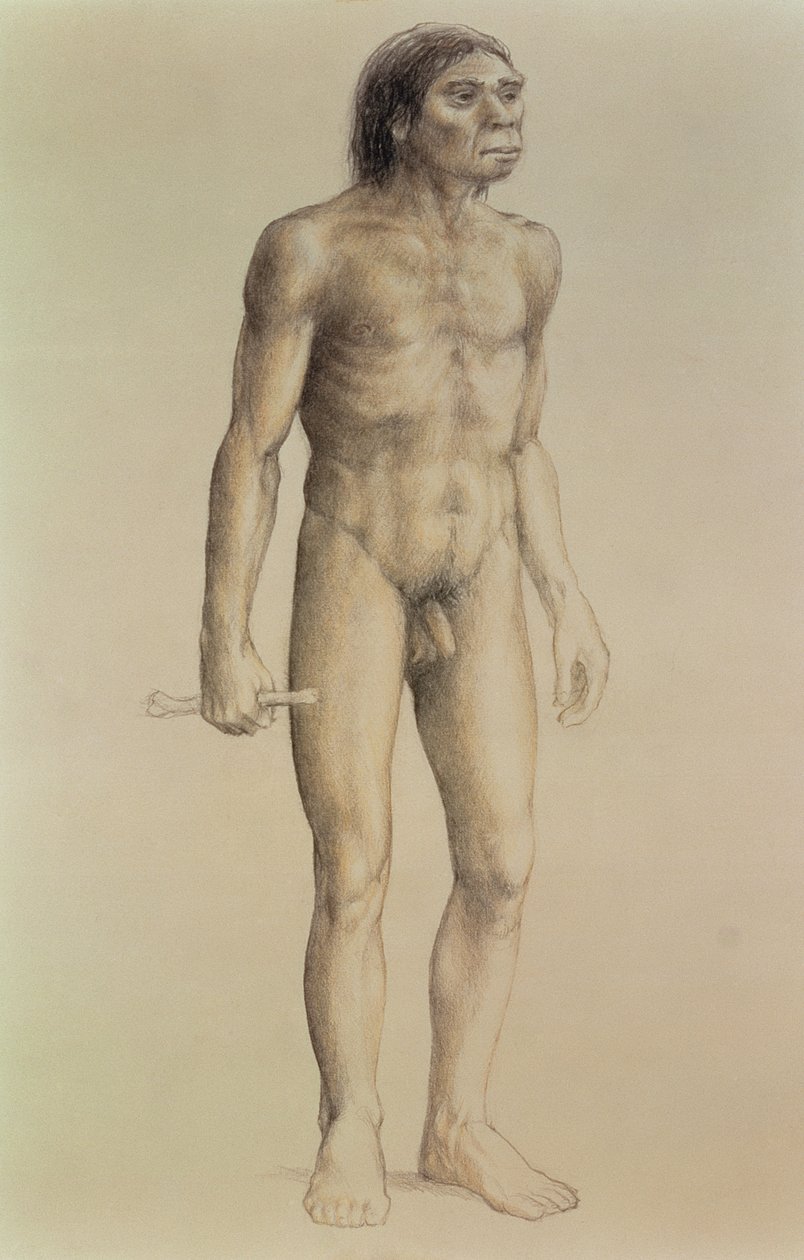 Homo erectus (kağıt üzerine kurşun kalem) by English School