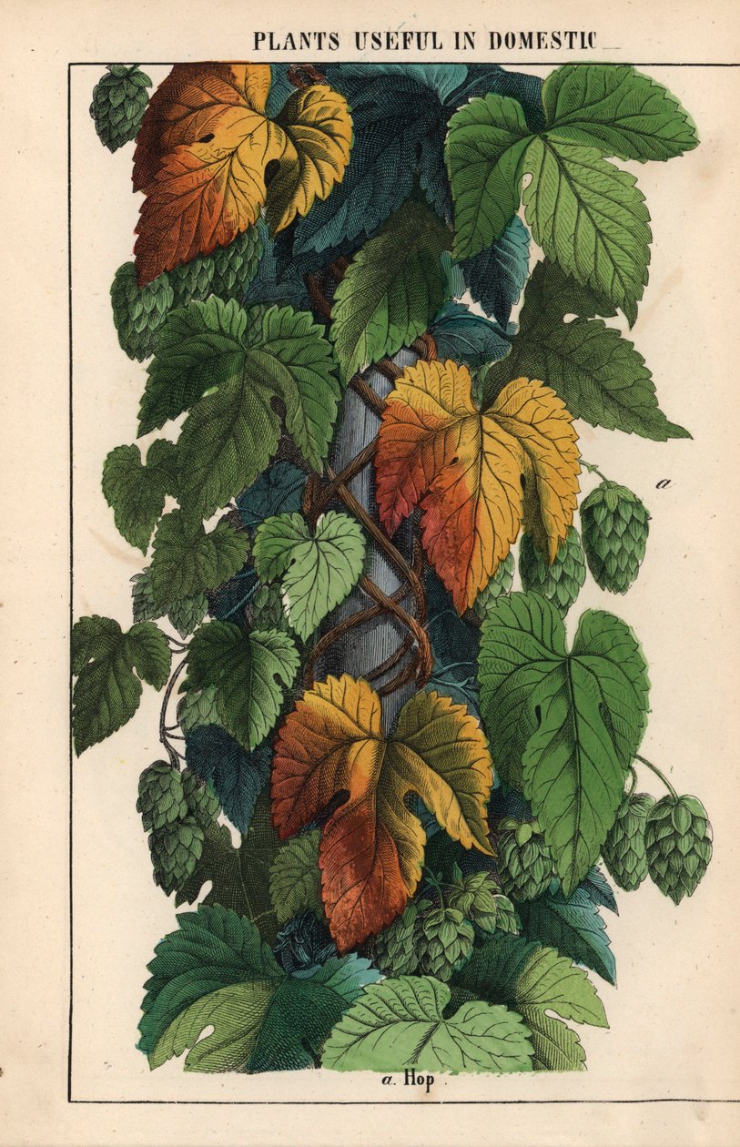 Yeşil meyveli şerbetçiotu  , "Öğretici Resimli Kitap veya Sebze Dünyasından Dersler"den [Charlotte Mary Yonge], Edinburgh by English School