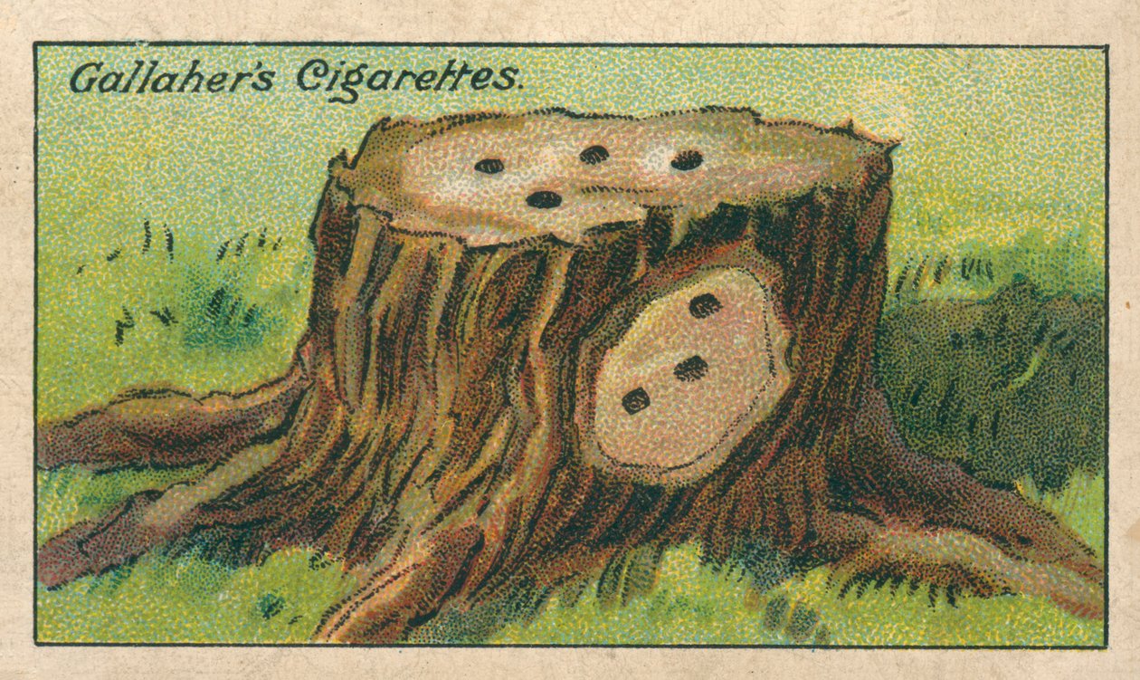 Bir Ağaç Kütüğü Nasıl Öldürülür (chromolitho) by English School