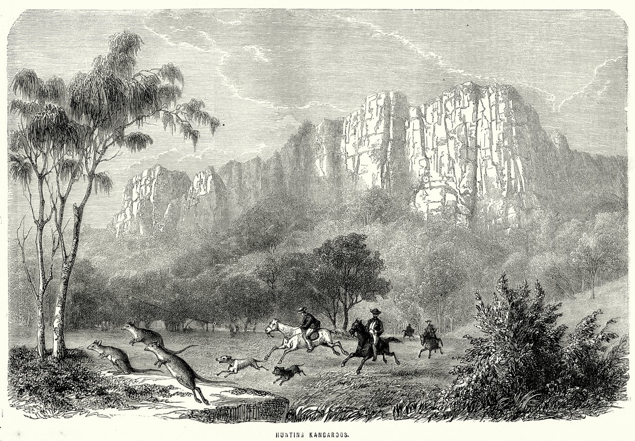 Avlanan Kangurular (gravür) by English School