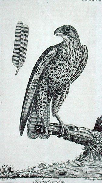 İzlanda Şahini (Falcon Rusticolus), 