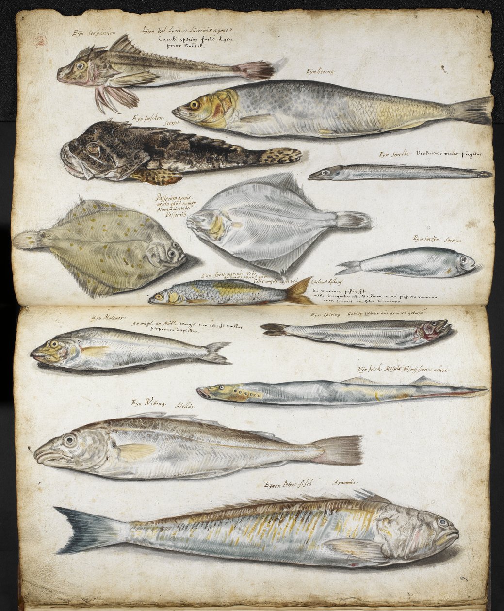 De Historia Piscium ile ilgili çizimler, John Ray, c.1686 (kağıt üzerine sulu boya) by English School