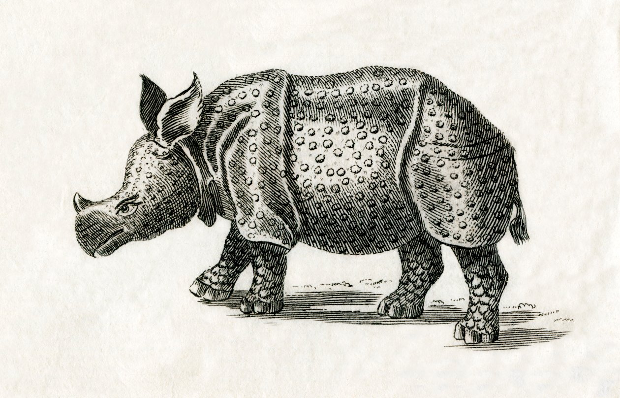 Hint gergedanı veya daha büyük tek boynuzlu gergedan, Rhinoceros unicornis, 18. yüzyıldan kalma bir baskıdan (gravür) by English School