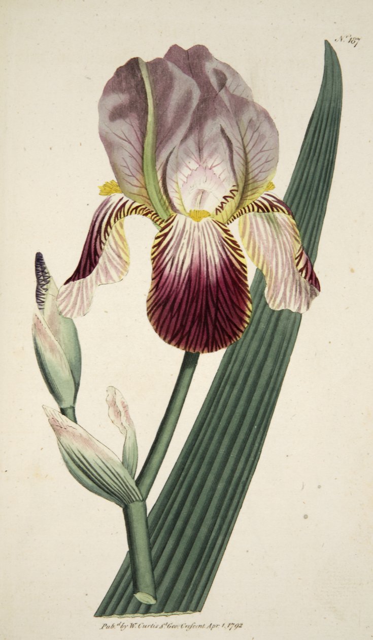 Iris Sambucina (Yaşlı Kokulu İris), The Botanical Magazine veya Flower Garden Displayed, pub. 1792 (el renkli gravür) by English School