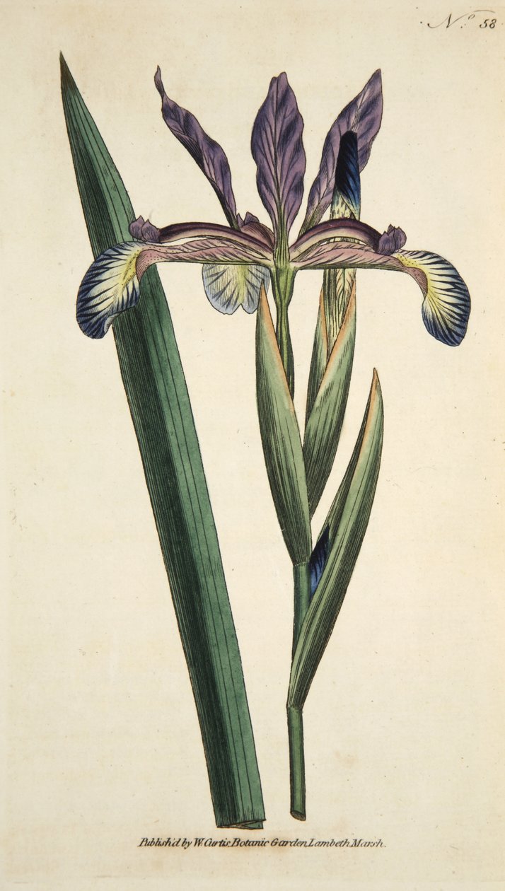 Iris Spuria (Sahte İris), The Botanical Magazine veya Flower Garden Displayed, pub