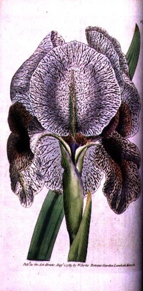 iris susiana by English School