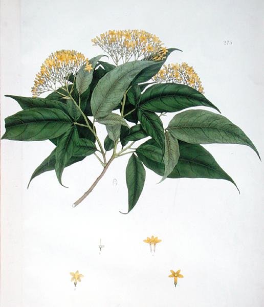 Jasminum Heterophyllum (renkli taş) by English School