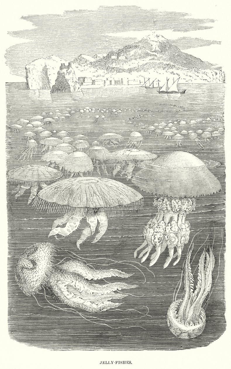 Jelly-Fishes (gravür) by English School