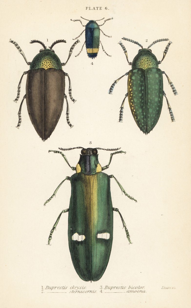 Geoel betelis: Vyprestis gold 1, Vyprestis sternicornis 2, Vyprestis picolorx, Vyprestis amoena 4 by English School
