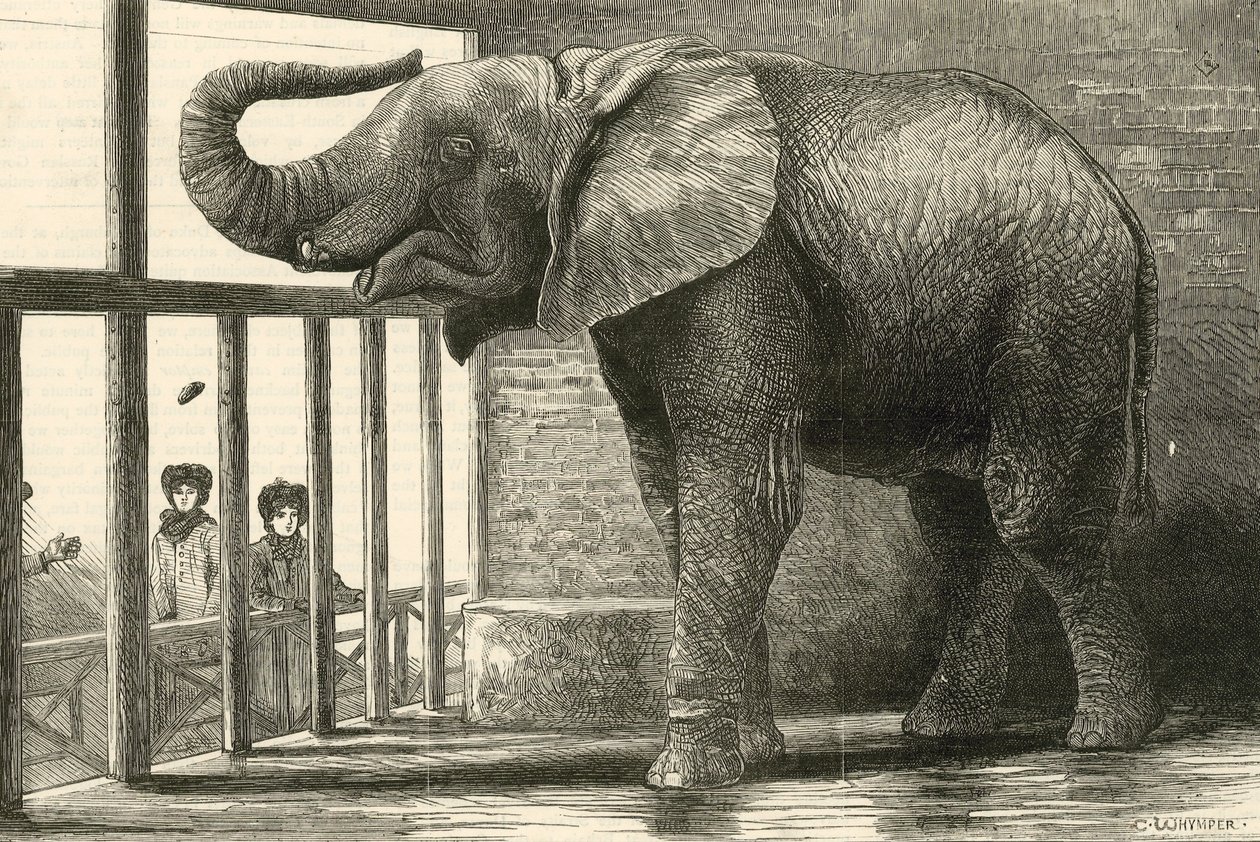 Jumbo, Zooloji bahçelerindeki büyük Afrika fili (gravür) by English School