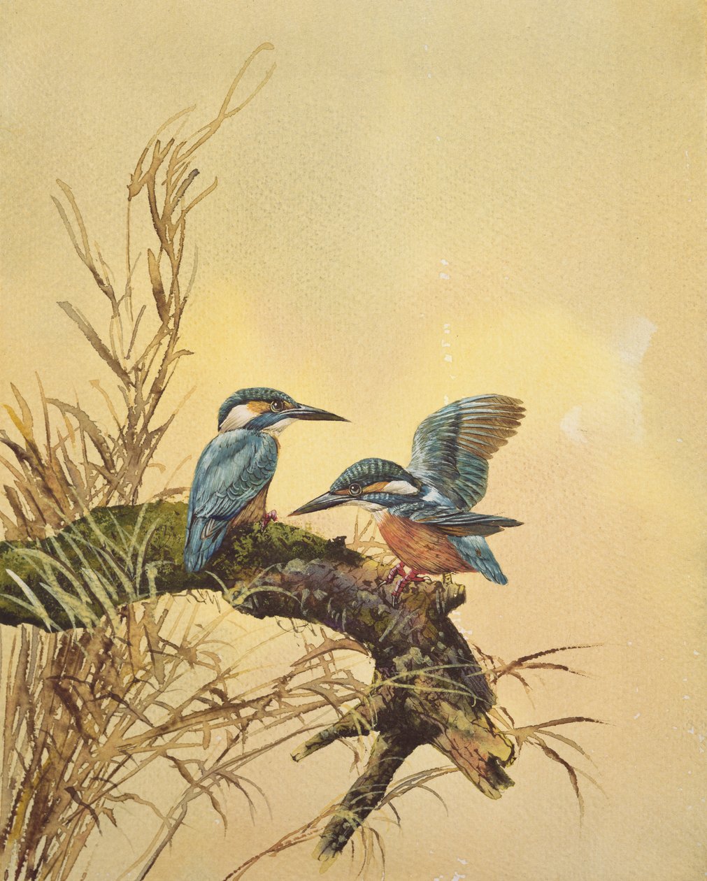 Kingfishers, c.1890 (kağıt üzerinde wc) by English School
