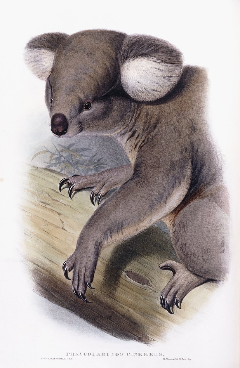 Koala - Phascolarctos cinereus, 1845-1863 by English School