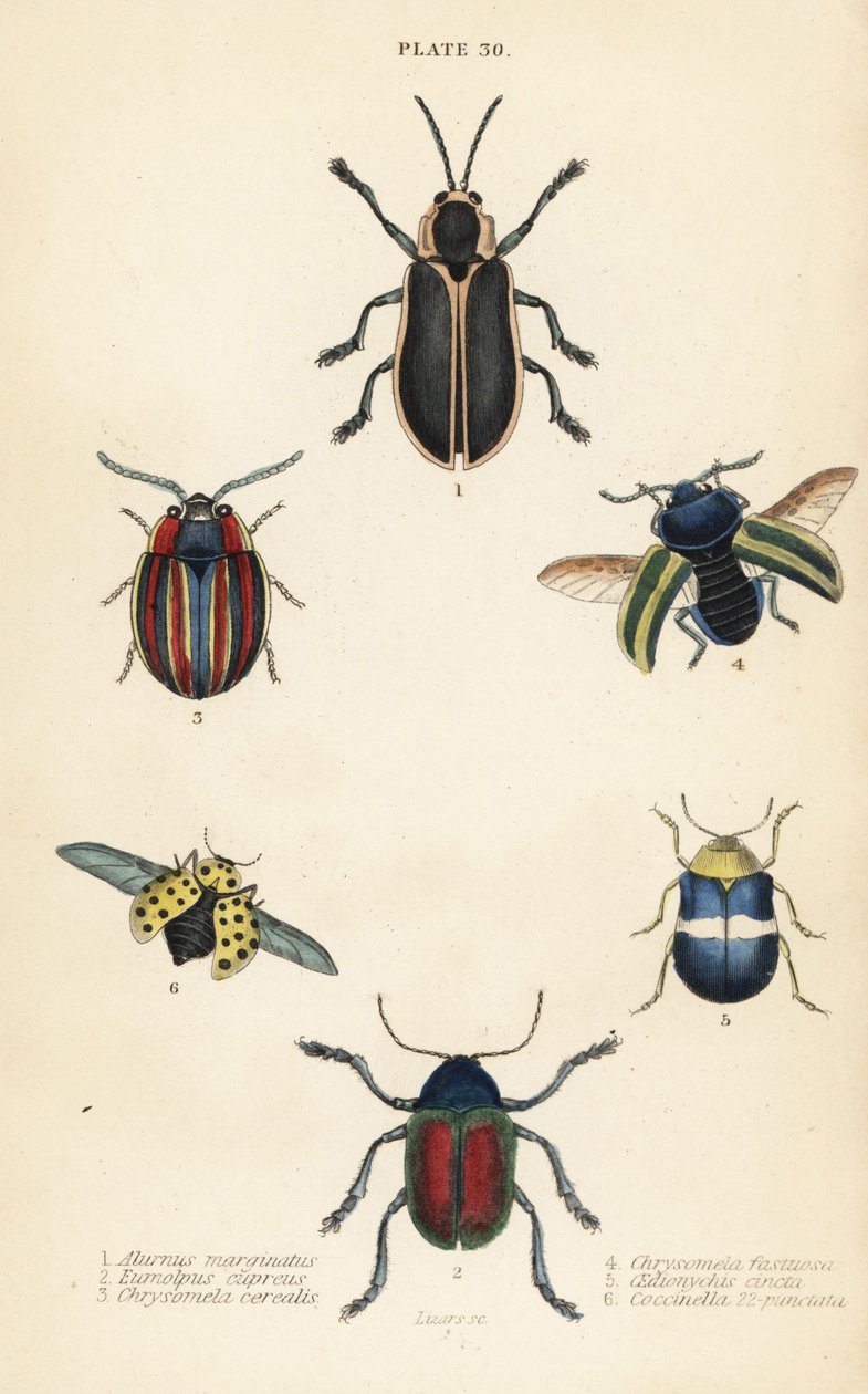 Yaprak böcekleri: Alurnus marginatus 1, Eumolpus curpreus 2, Chrysolina kernelis 3, ısırgan otu yaprak böceği, Chrysolina fastuosa 4 by English School