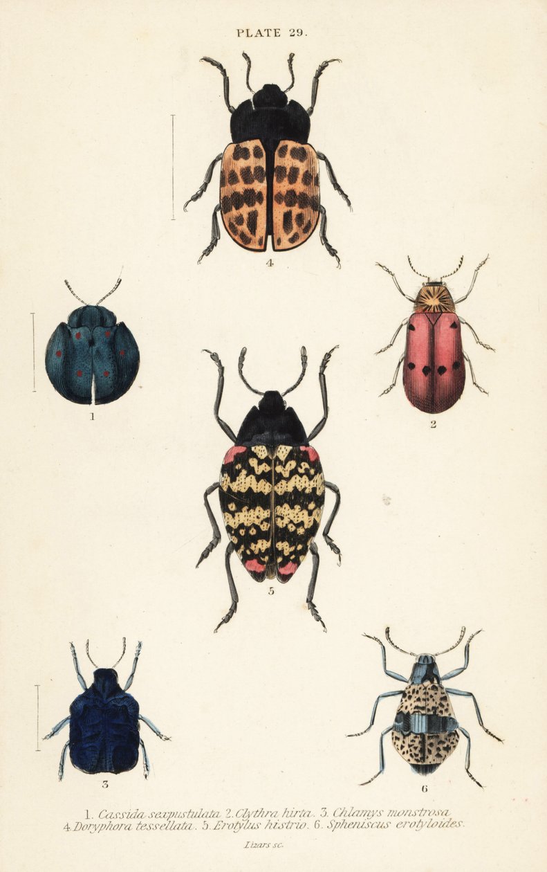 Yaprak böcekleri: Cyrtonota sexpustulata 1, Lachnaia hirta 2, Chlamys monstrosa 3, Doryphora tessellata 4, Erotylus histrio 5 ve Spheniscus erotyloides 6 by English School